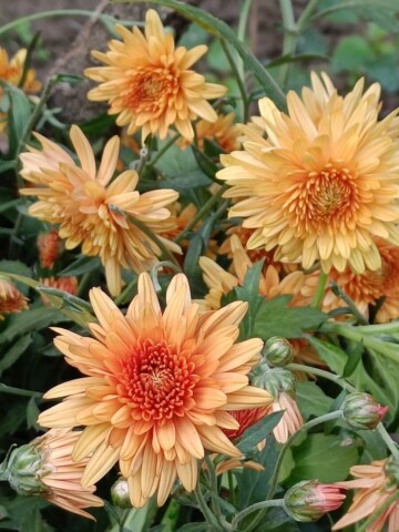 a group of flowers