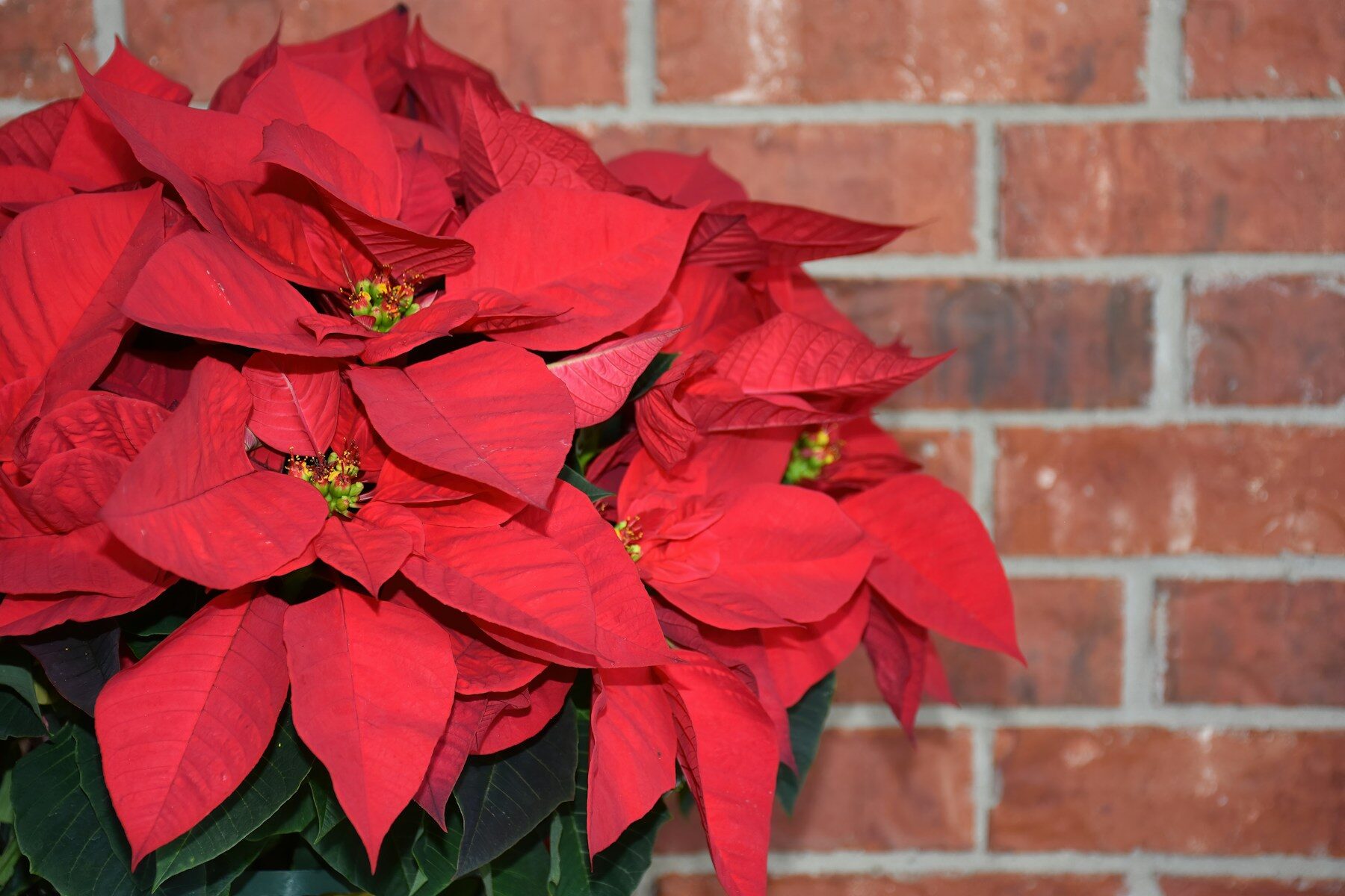 a bunch of red poinsettias in front of a brick wall